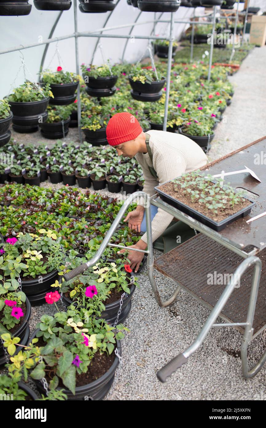 Male plant nursery owner working in greenhouse Stock Photo