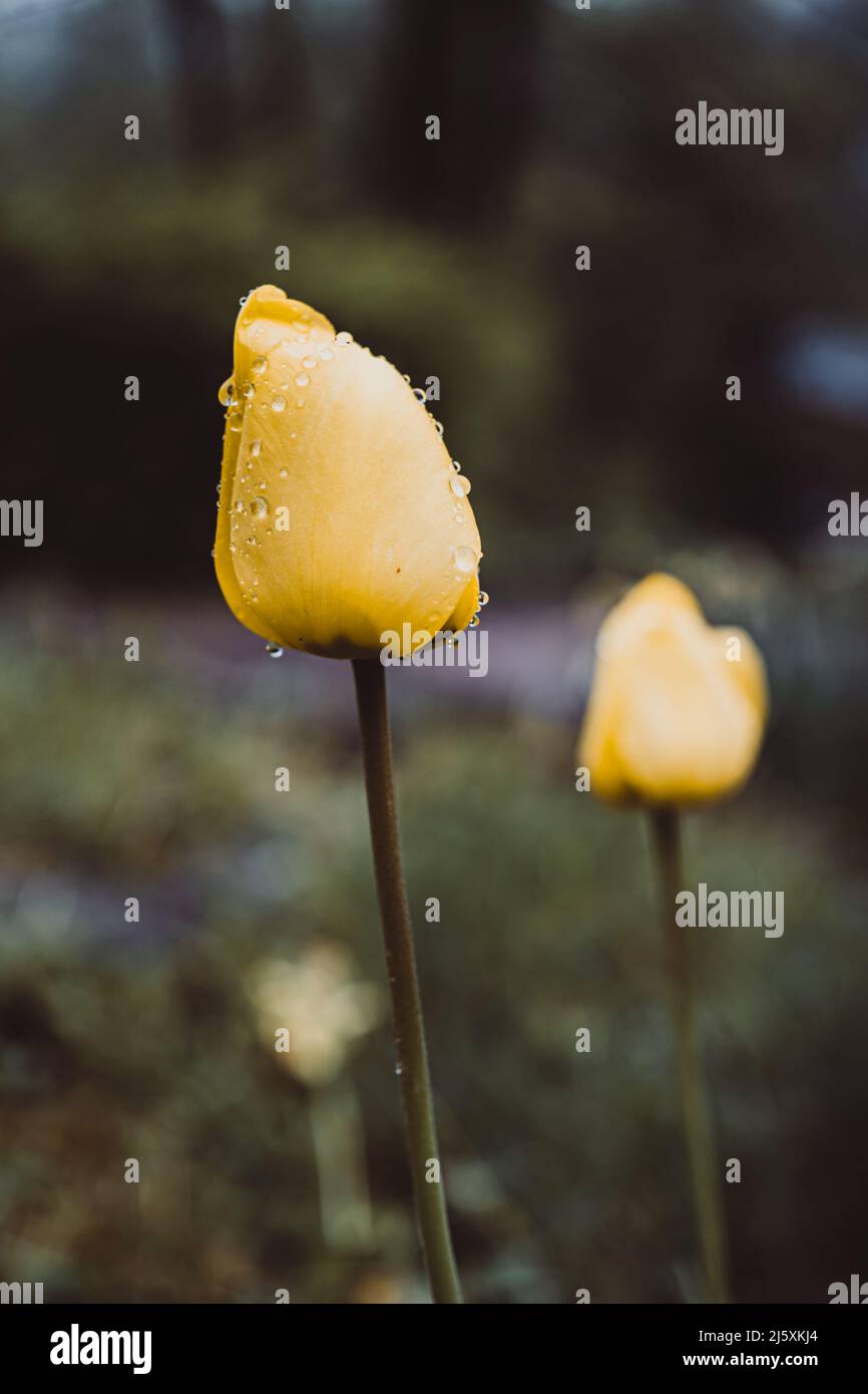 beautiful yellow tulpins with raindrops Stock Photo