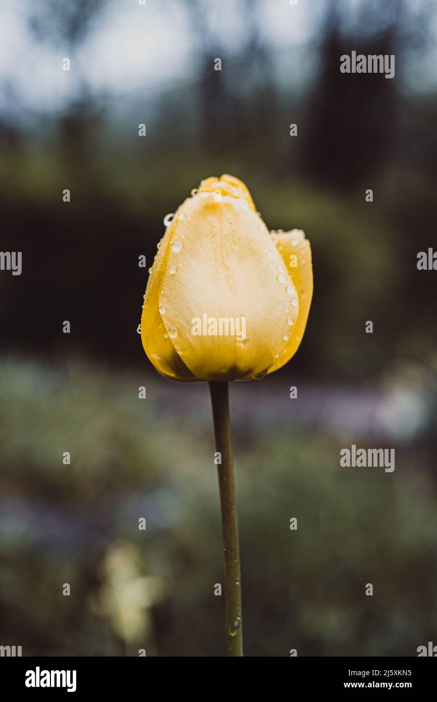 beautiful yellow tulpin with raindrops Stock Photo
