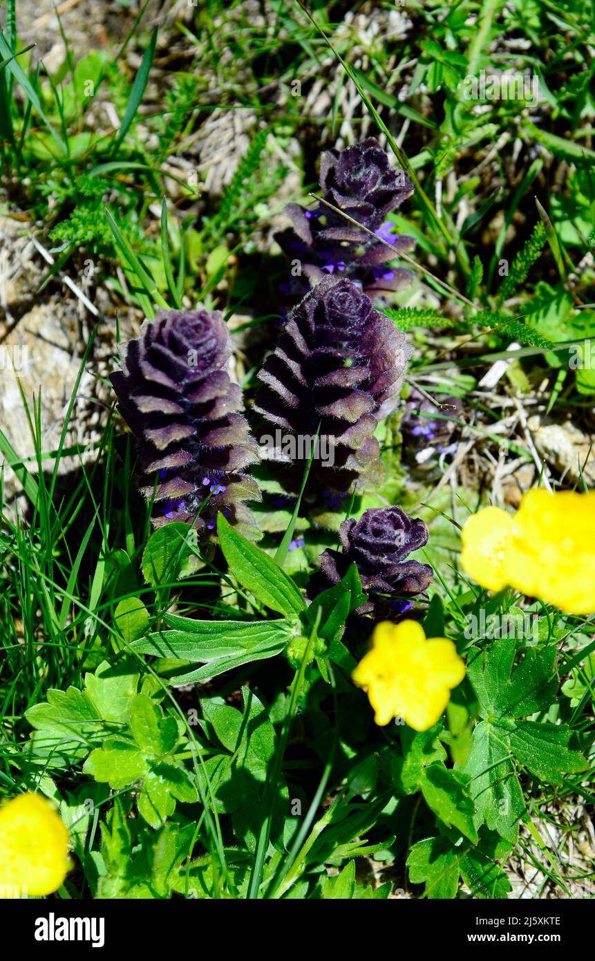Austria, alpine flower pyramidal bugleweed Stock Photo