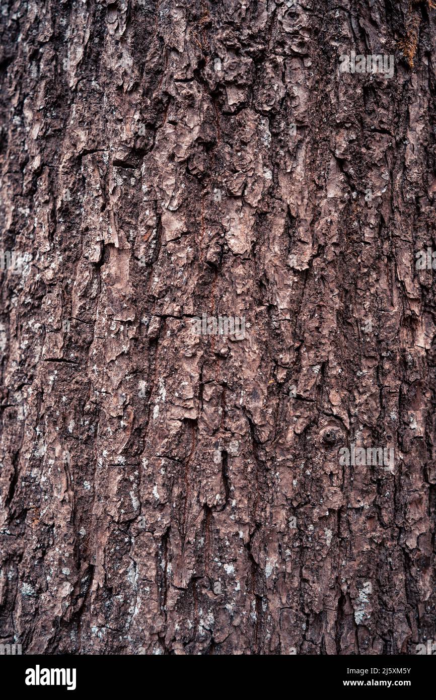 tree bark background brown forest Stock Photo