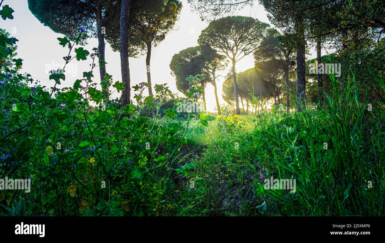 Sunset among the pine trees in the forest Stock Photo - Alamy
