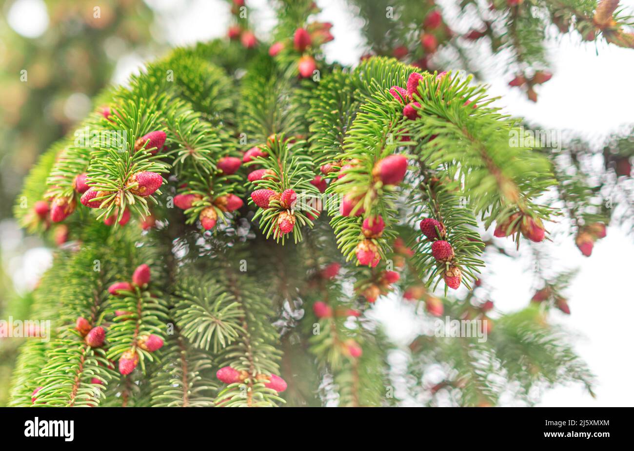 Young cones on a spruce. Stock Photo