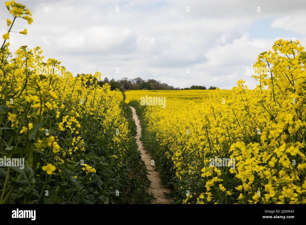 West Ilsley, UK. 25th April, 2022. A large field of bright yellow rapeseed (Brassica napus) is pictured in full bloom. Some UK supermarkets have begun rationing supplies of cooking oils such as sunflower oil and rapeseed oil due to shortages caused by Russia's invasion of Ukraine. The UK is roughly 50% self-sufficient for rapeseed oil. Credit: Mark Kerrison/Alamy Live News Stock Photo
