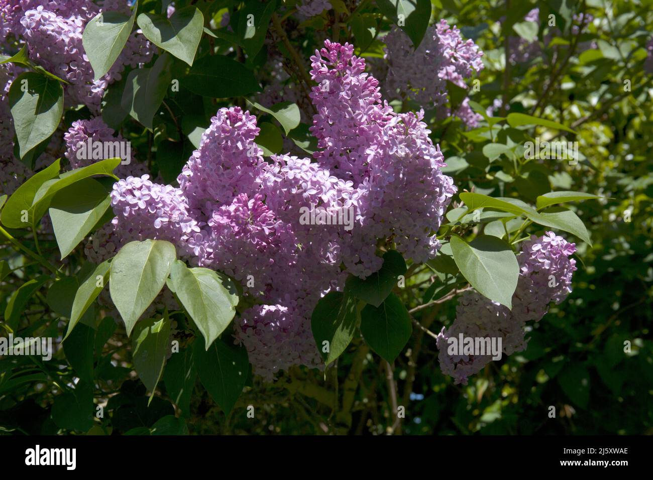 Lilac Tree Syringa Stock Photo - Alamy