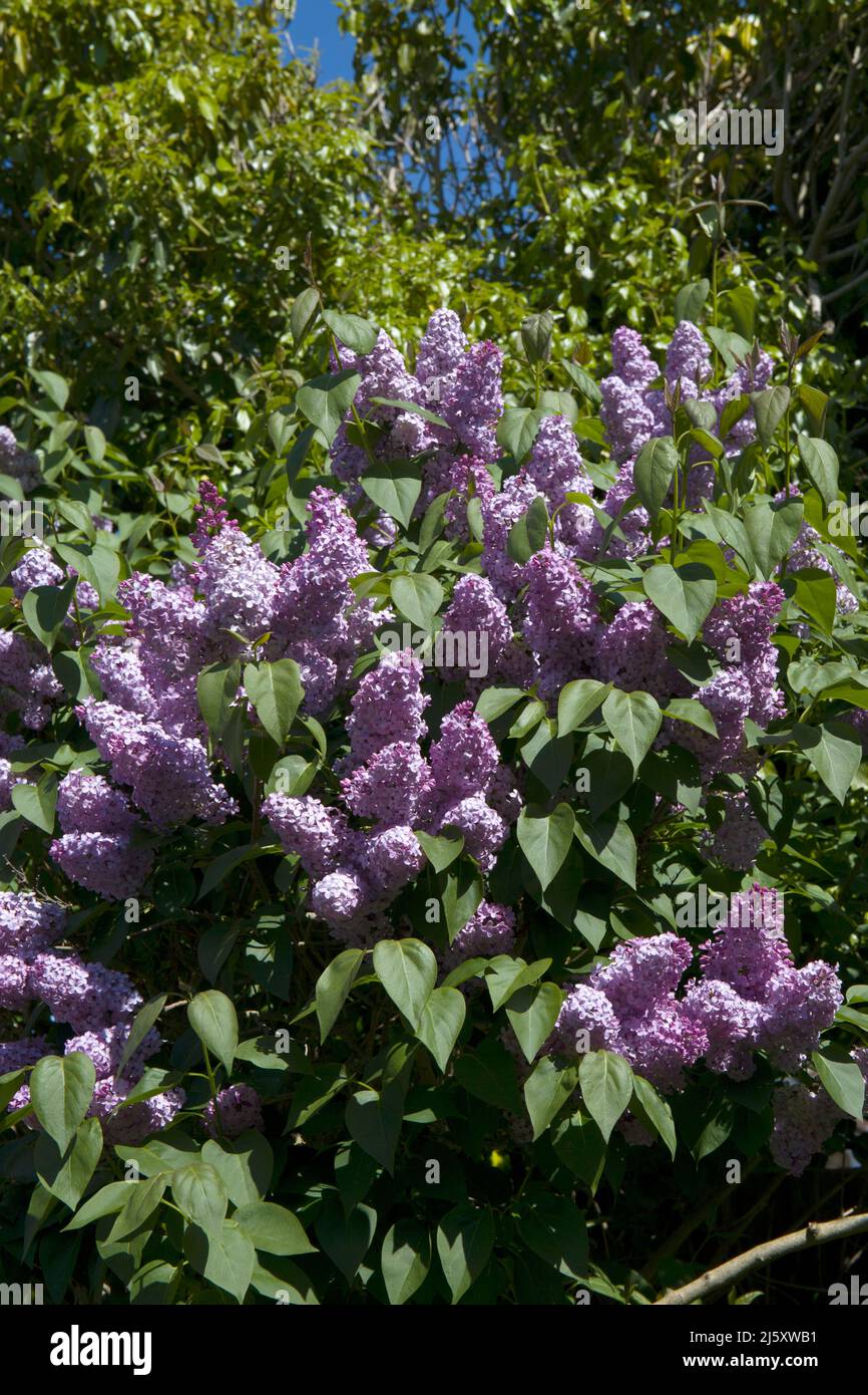 Lilac Tree Syringa Stock Photo - Alamy