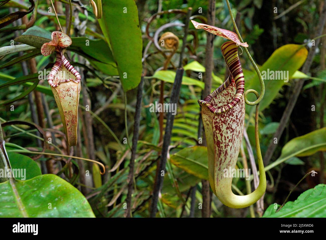 Tropical Pitcher plant, Painted pitcher plant or Burbidge's Pitcher-Plant (Nepenthes burbidgeae), a carnivorous plant at rainforest, Borneo, Malaysia Stock Photo