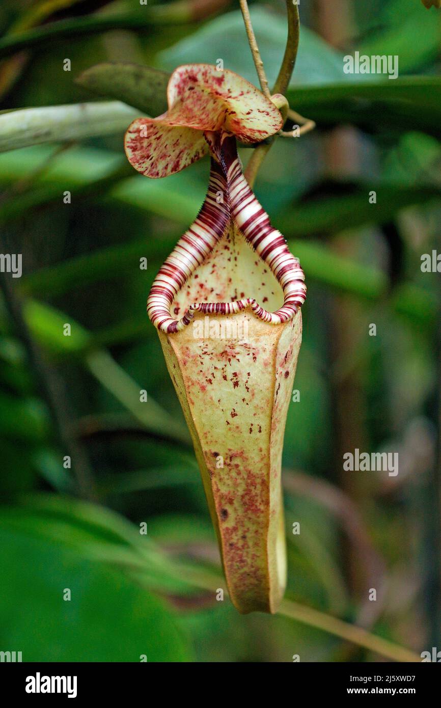 Tropical Pitcher plant, Painted pitcher plant or Burbidge's Pitcher