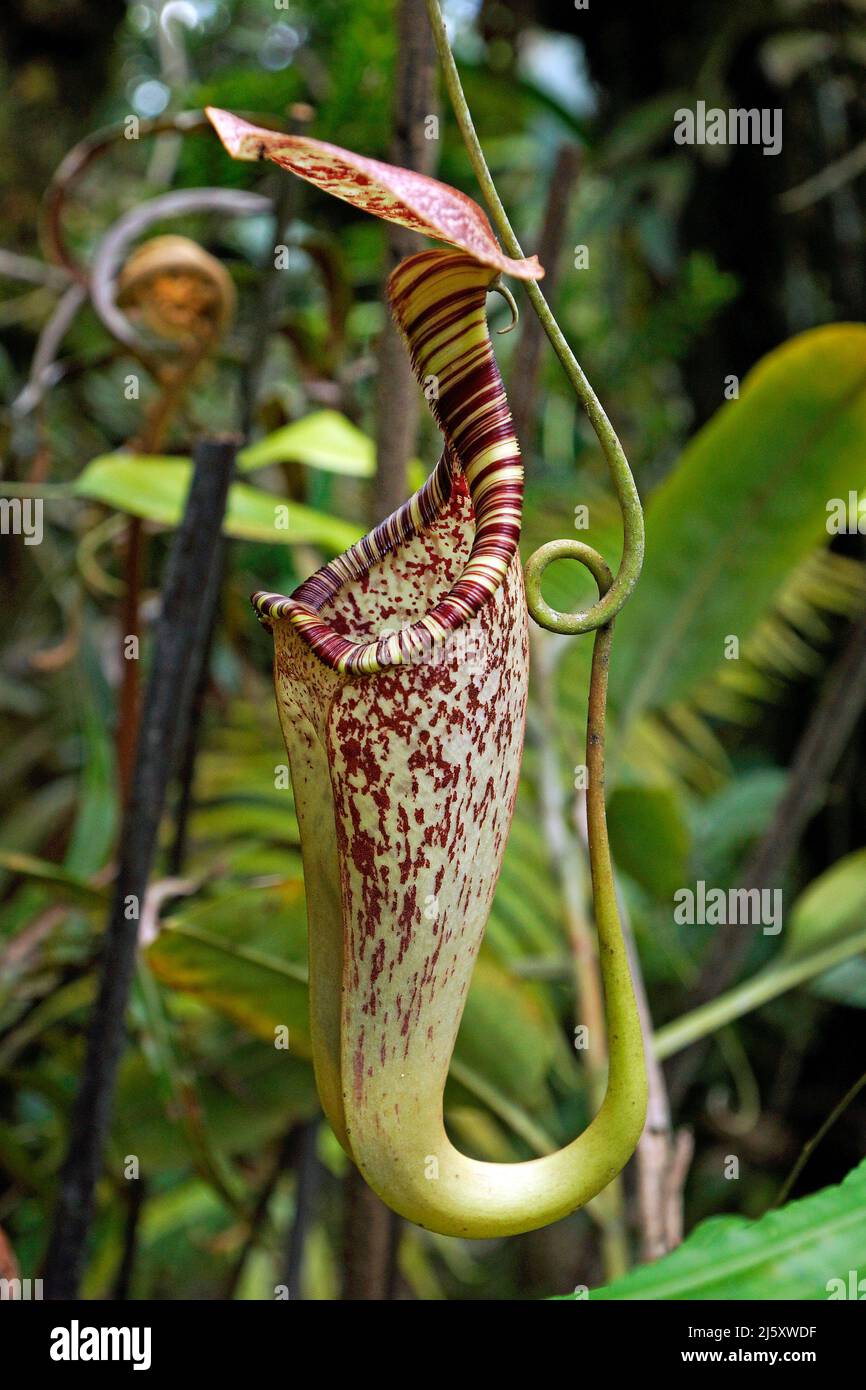 Tropical Pitcher plant, Painted pitcher plant or Burbidge's Pitcher-Plant (Nepenthes burbidgeae), a carnivorous plant at rainforest, Borneo, Malaysia Stock Photo