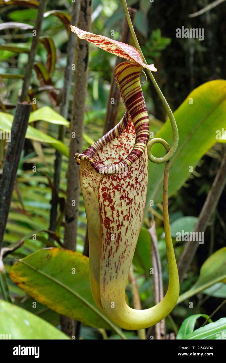 Tropical Pitcher plant, Painted pitcher plant or Burbidge's Pitcher-Plant (Nepenthes burbidgeae), a carnivorous plant at rainforest, Borneo, Malaysia Stock Photo