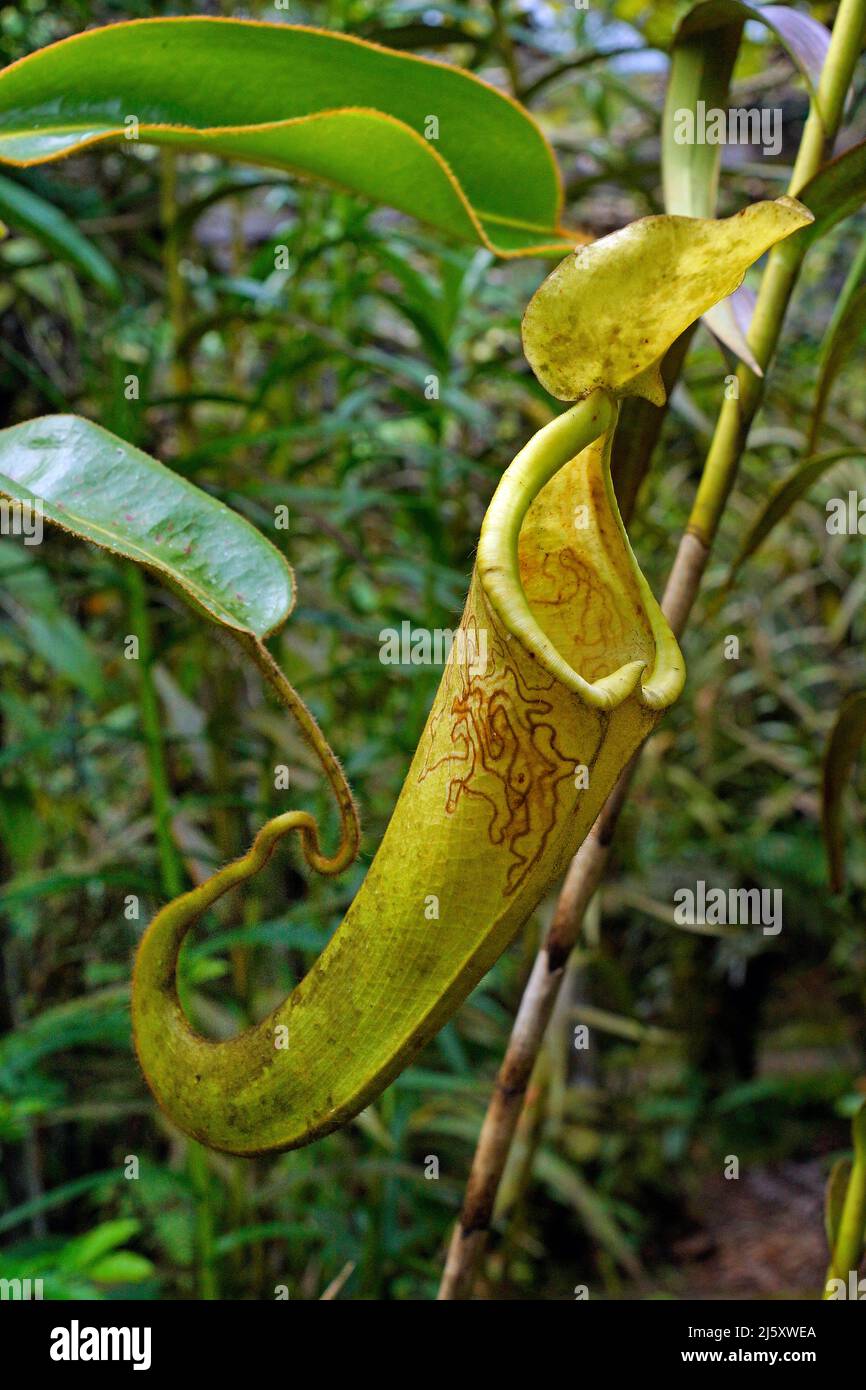 Kannenblatt (Nepenthes bicalcarata), fleischfressende tropische Pflanze im Regenwald, Borneo, Malaysia | Aerial pitcher plant, climbing pitcher plant Stock Photo