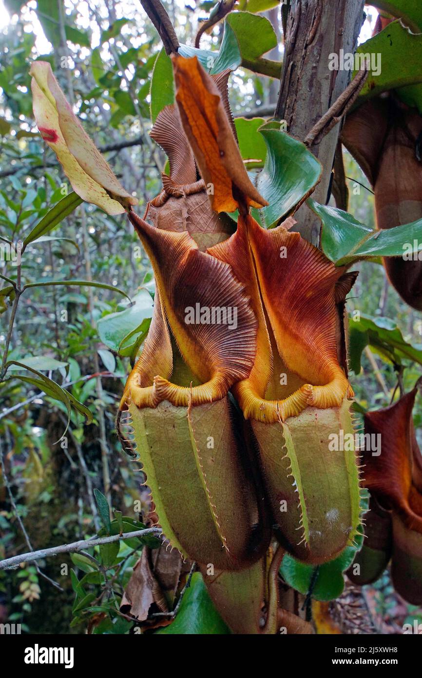 Veitch's Kannenblatt (Nepenthes veitchii), fleischfressende tropische Pflanze im Regenwald, Borneo, Malaysia | Veitch's pitcher-plant (Nepenthes veitc Stock Photo