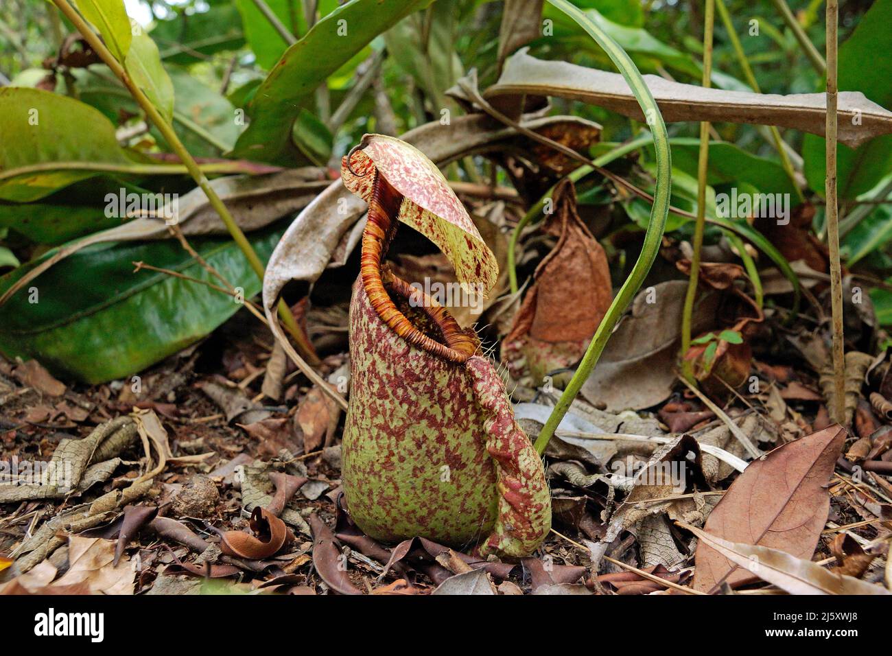 Tropical Pitcher plant, Painted pitcher plant or Burbidge's Pitcher-Plant (Nepenthes burbidgeae), a carnivorous plant at rainforest, Borneo, Malaysia Stock Photo