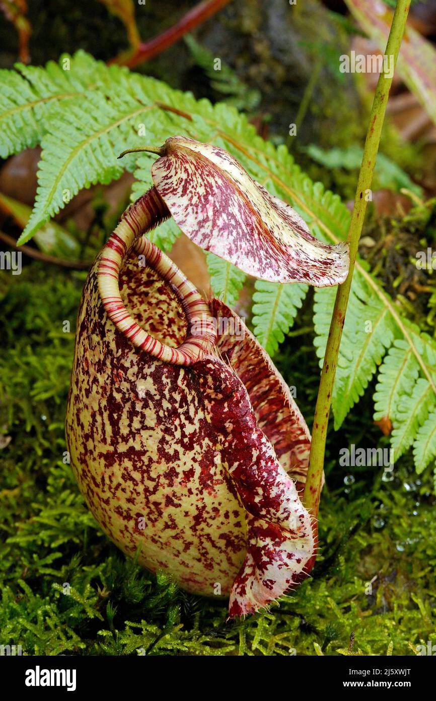 Tropical Pitcher plant, Painted pitcher plant or Burbidge's Pitcher-Plant (Nepenthes burbidgeae), a carnivorous plant at rainforest, Borneo, Malaysia Stock Photo