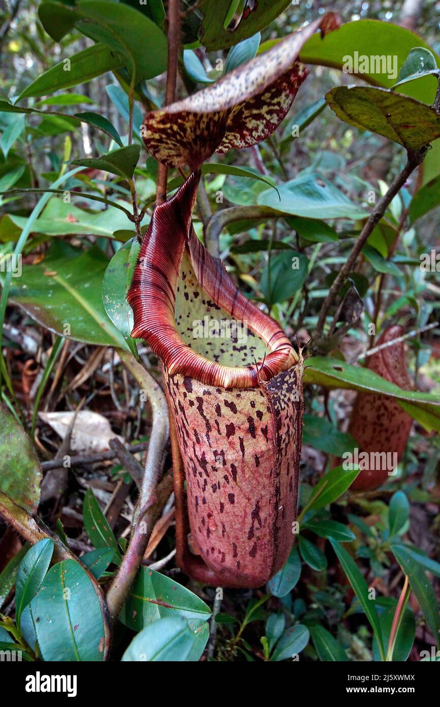 Tropical Pitcher plant, Painted pitcher plant or Burbidge's Pitcher-Plant (Nepenthes burbidgeae), a carnivorous plant at rainforest, Borneo, Malaysia Stock Photo