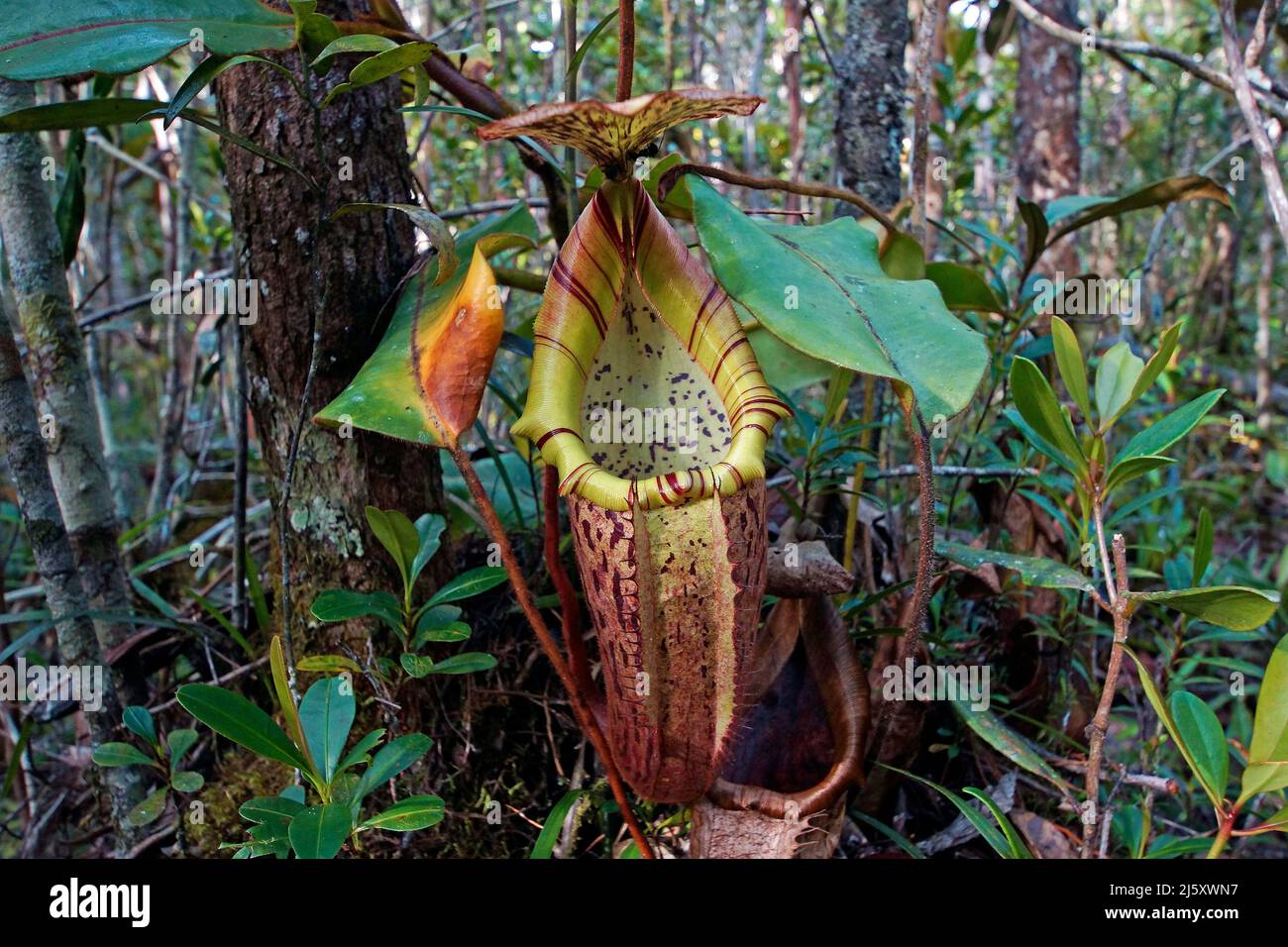 Tropical Pitcher plant, Painted pitcher plant or Burbidge's PitcherPlant (Nepenthes burbidgeae