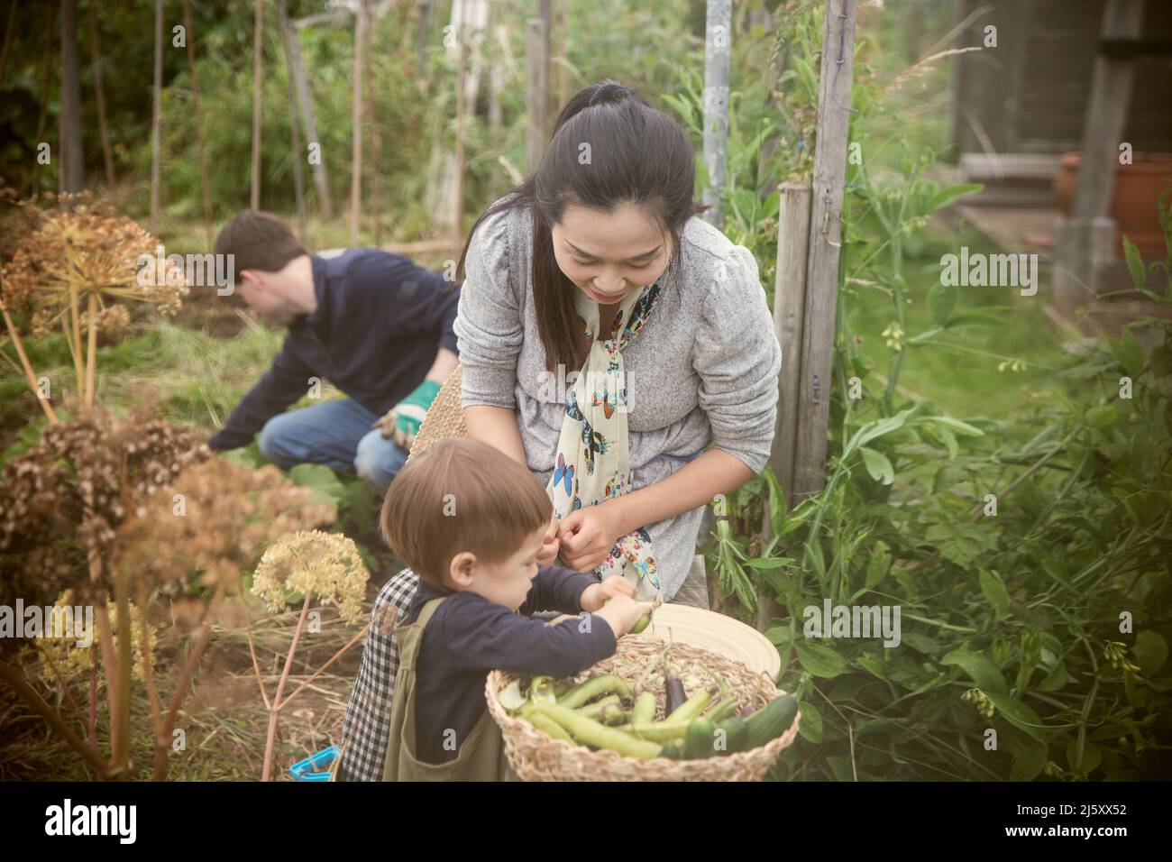 Mother and son harvesting vegetables in garden Stock Photo