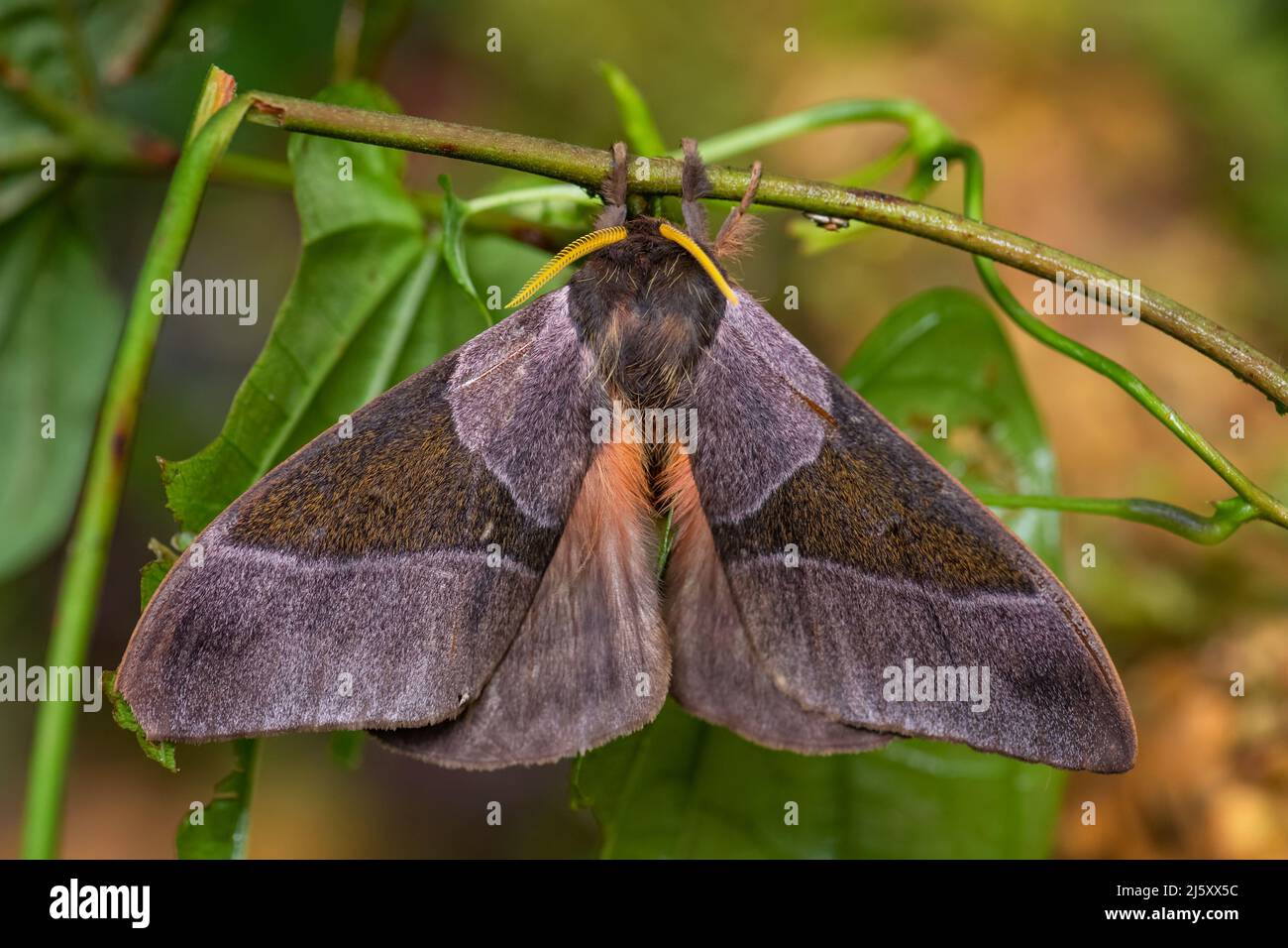 Emperor moth - Dirphia avia, beautiful large moth from South American forests and woodlands, Ecuador. Stock Photo