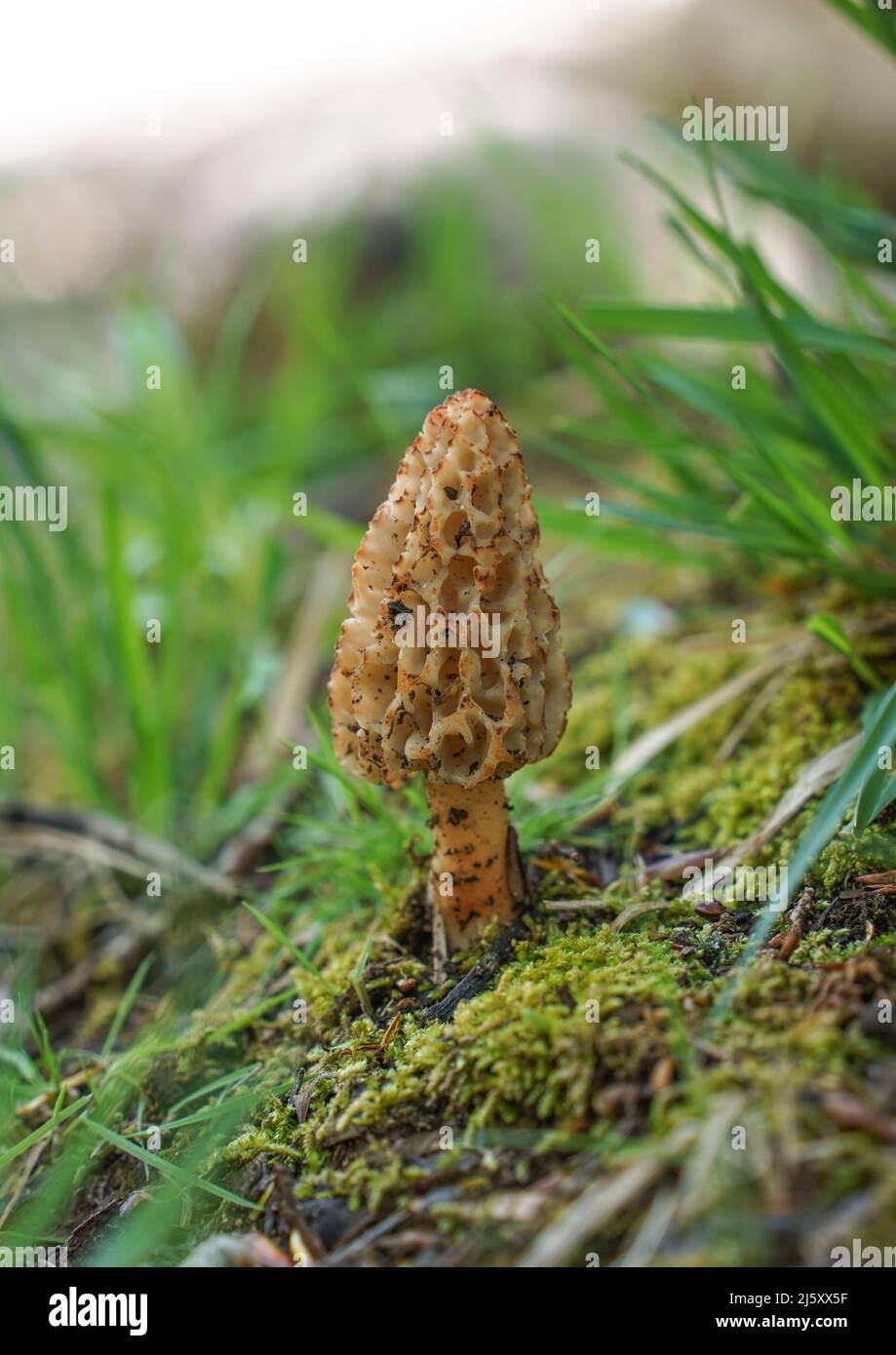 True morel, Morchella esculenta edible mushroom in forest. Andalucia