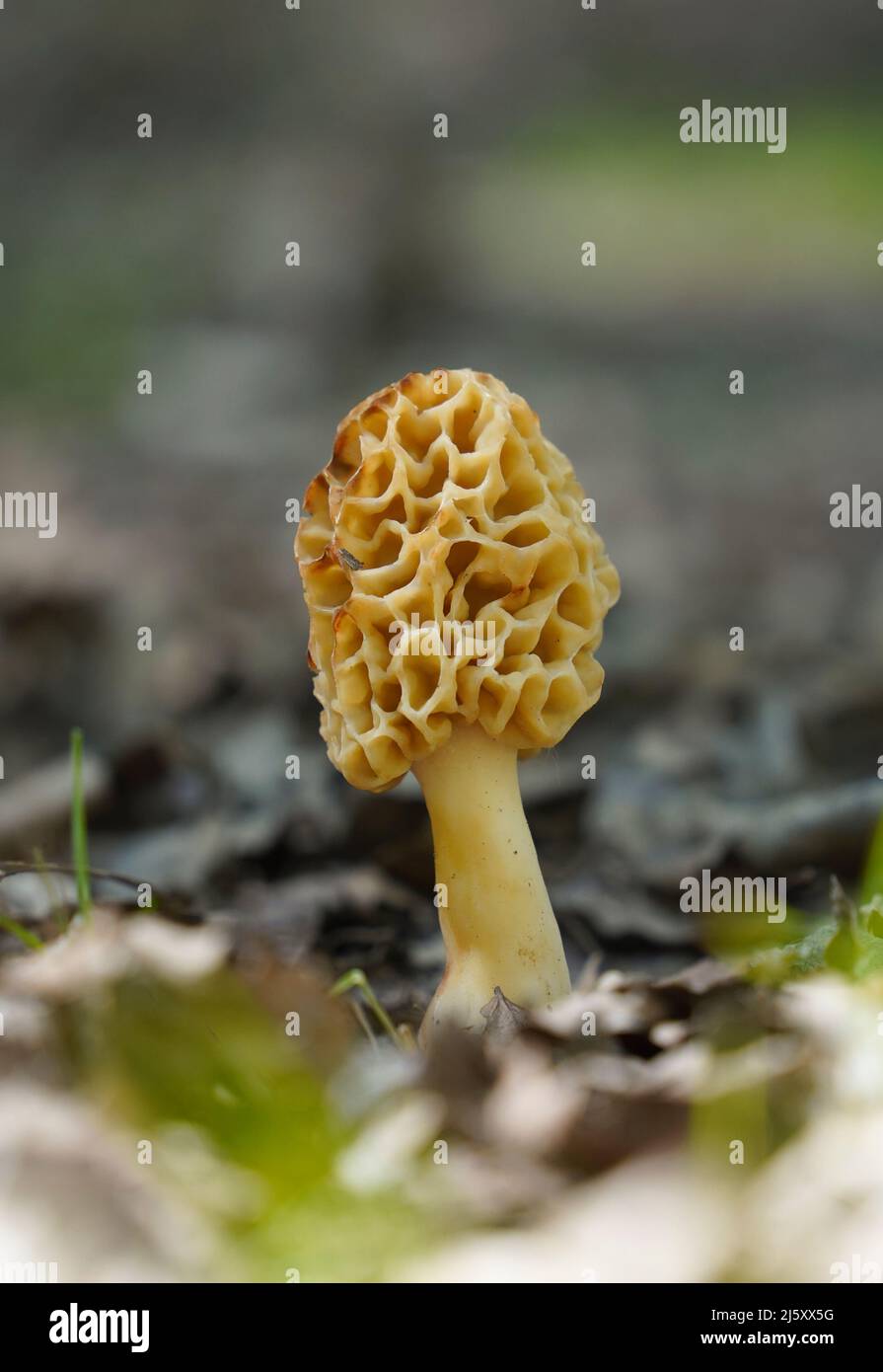 True morel, Morchella esculenta edible mushroom. Andalucia, Spain. Stock Photo
