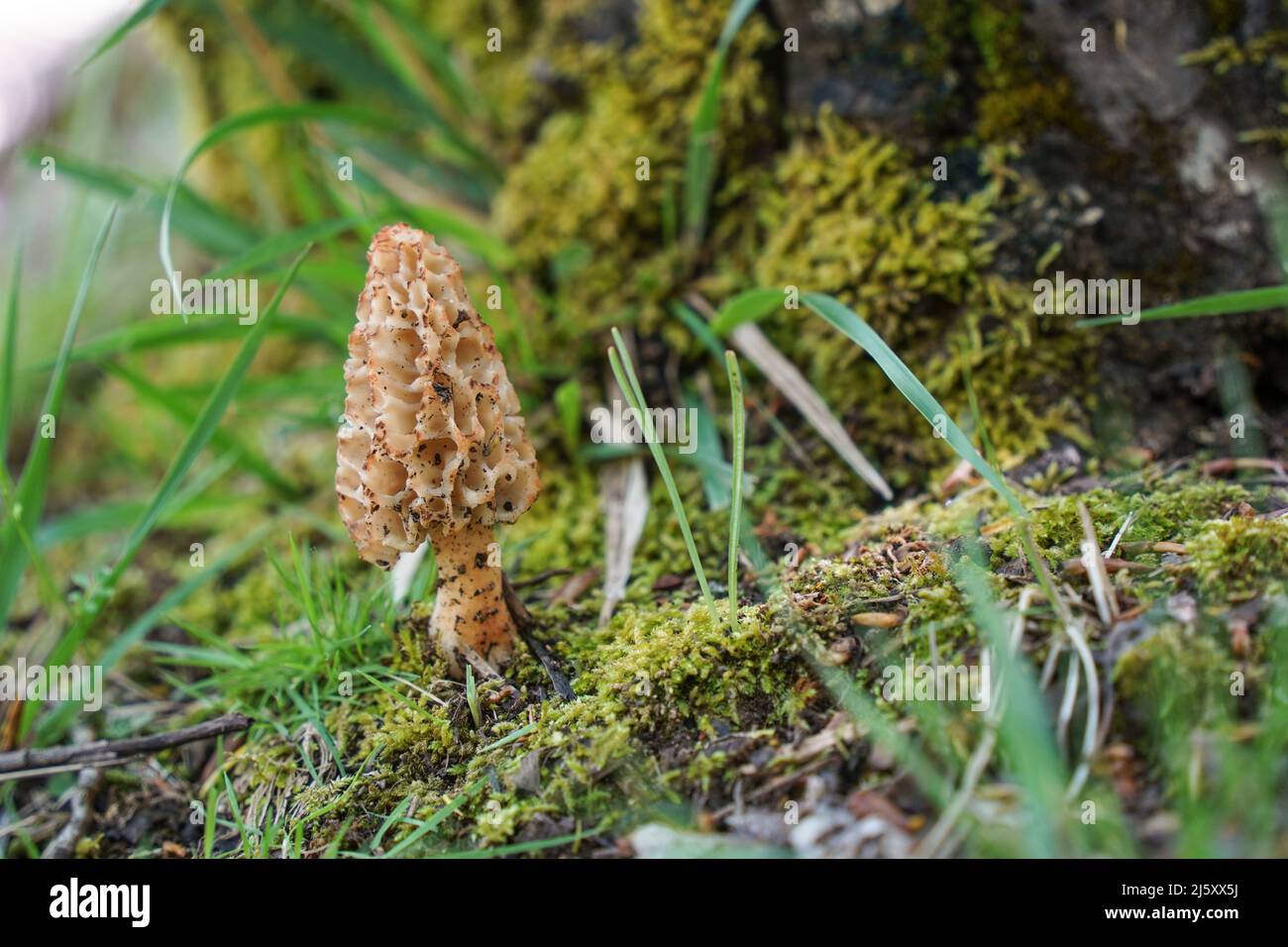 True morel, Morchella esculenta edible mushroom in forest. Andalucia
