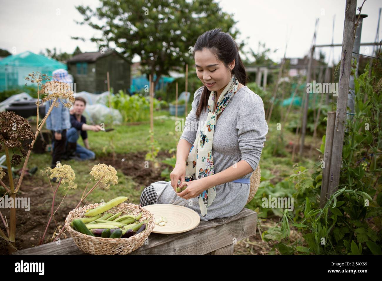 Smiling woman shelling butter beans in vegetable garden Stock Photo