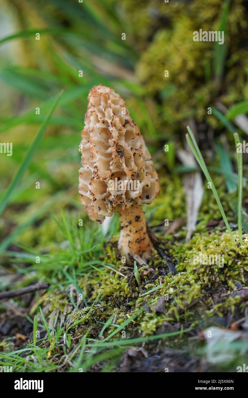 True morel, Morchella esculenta edible mushroom in forest. Andalucia