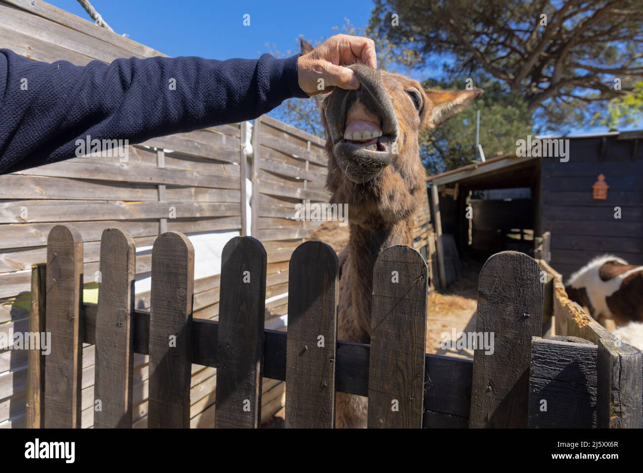 Man's hand grasping donkey's mouth. Stock Photo