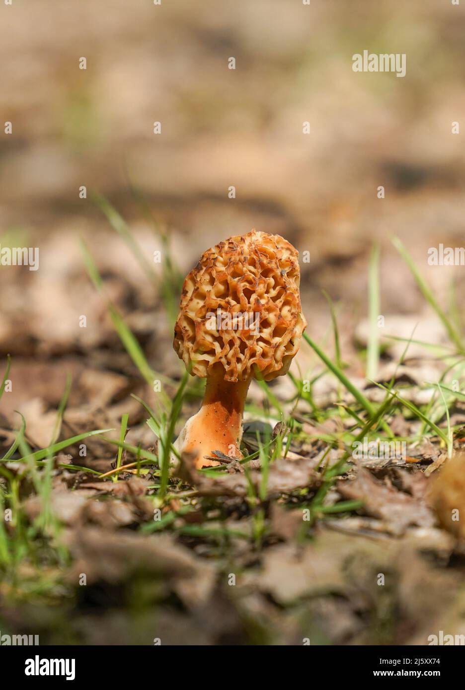 True morel, Morchella esculenta edible mushroom. Andalucia, Spain. Stock Photo