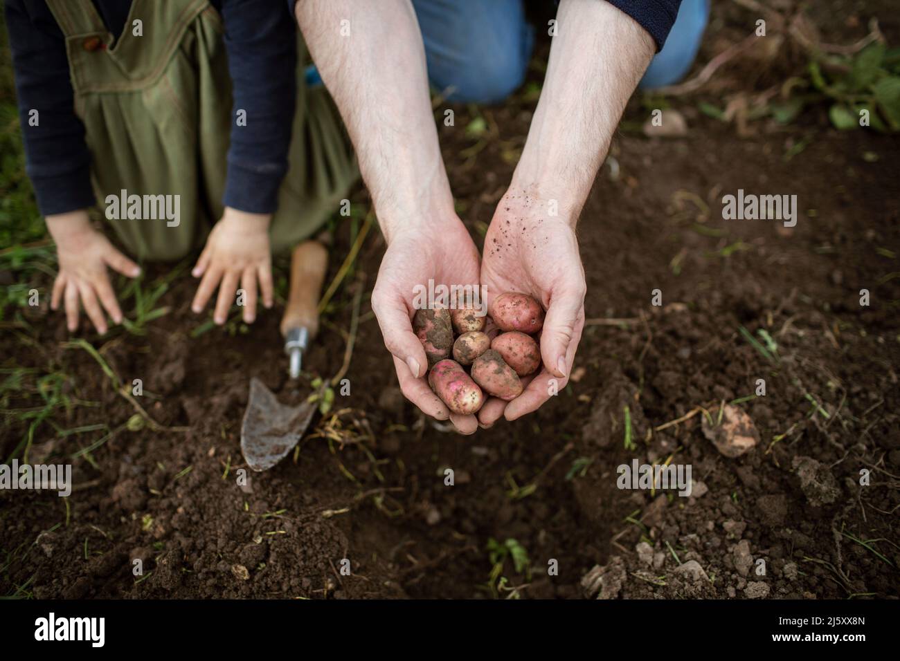 Close up hands cupping fresh harvested fingerling potatoes Stock Photo