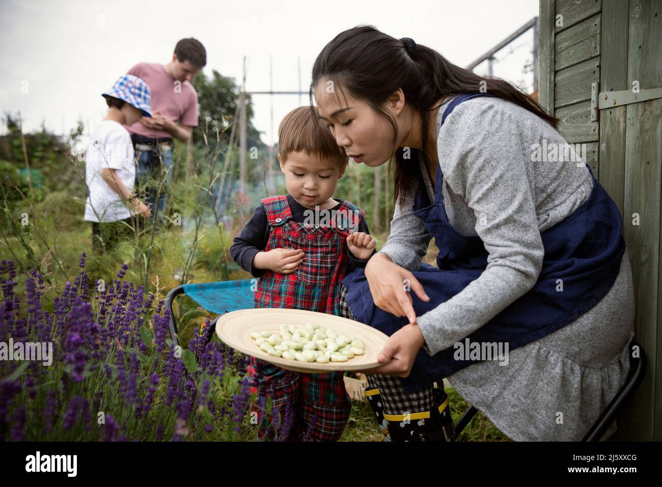 Mother and toddler son with fresh butter beans in garden Stock Photo
