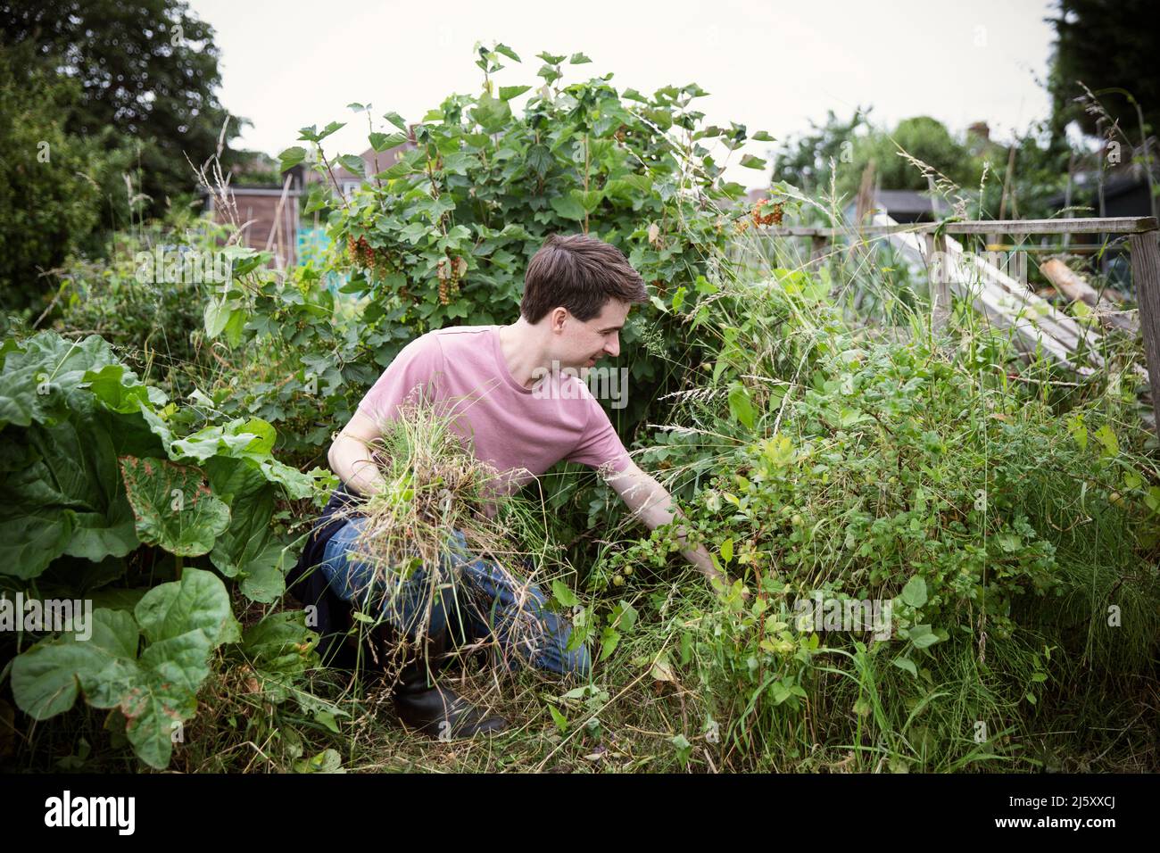 Man pulling weeds in vegetable garden Stock Photo - Alamy