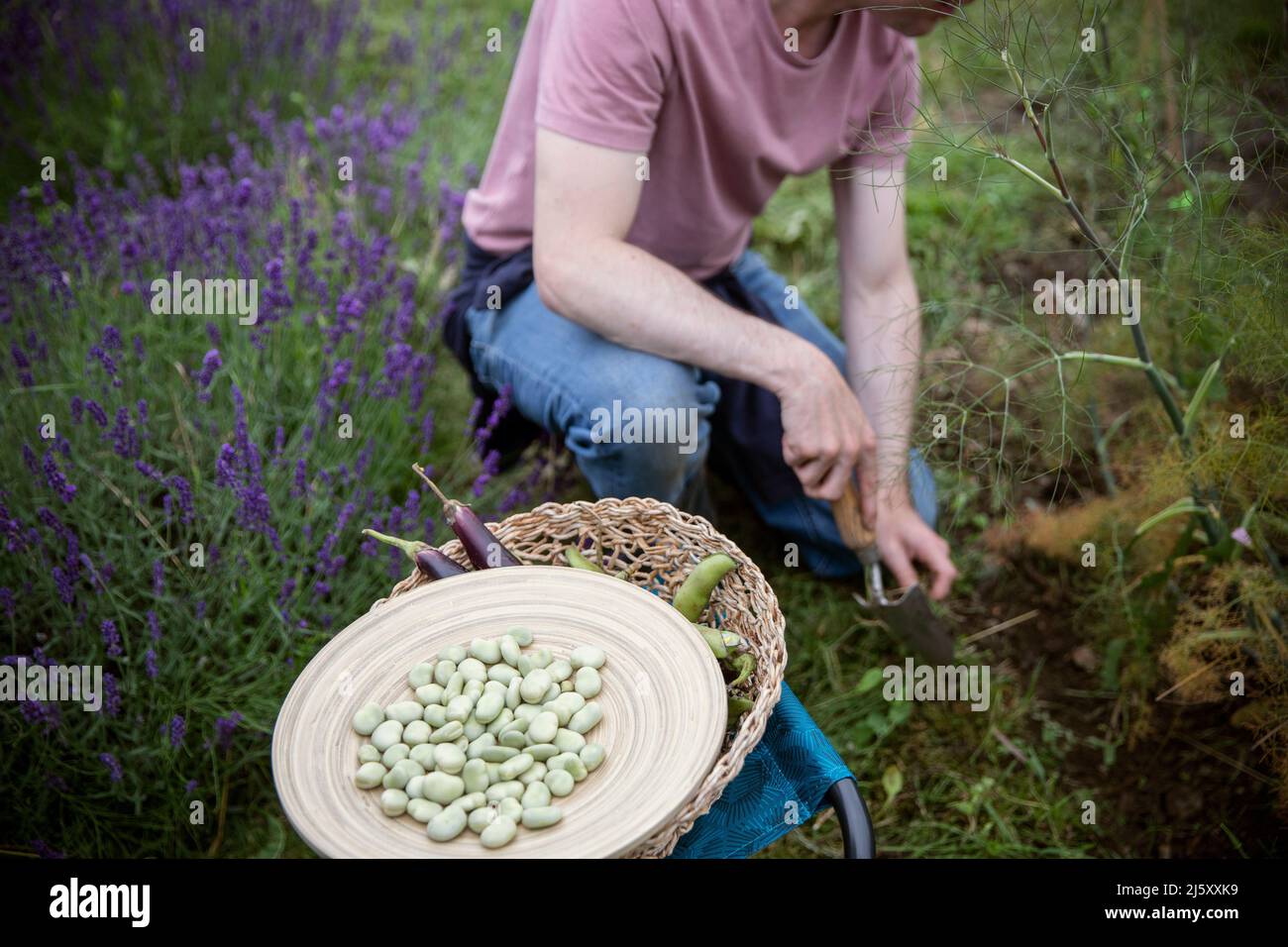 Man digging in garden dirt behind harvested butter beans Stock Photo