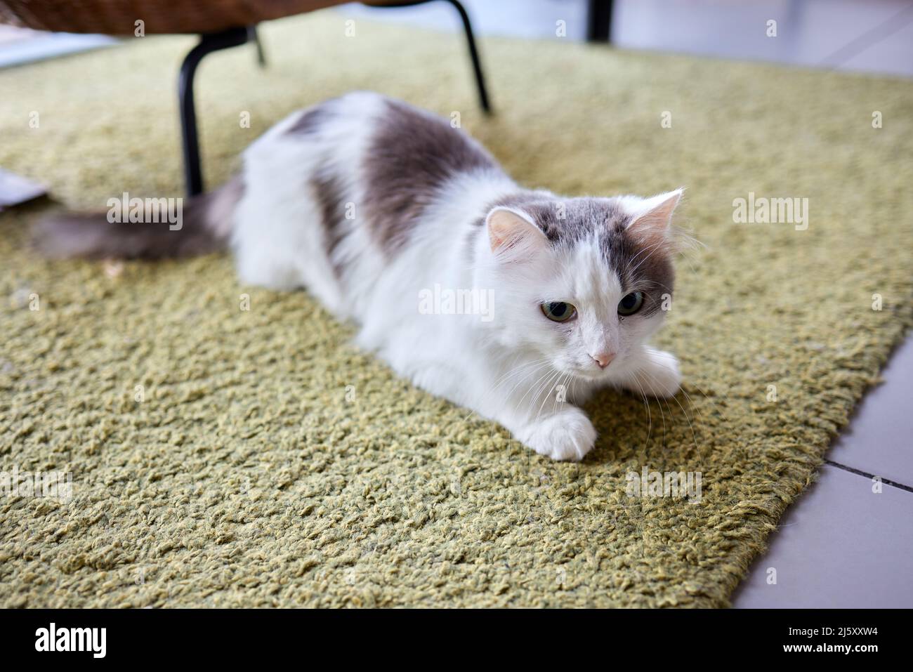 Young white cat sits comfortably on a rubber mat. on the floor of the ...