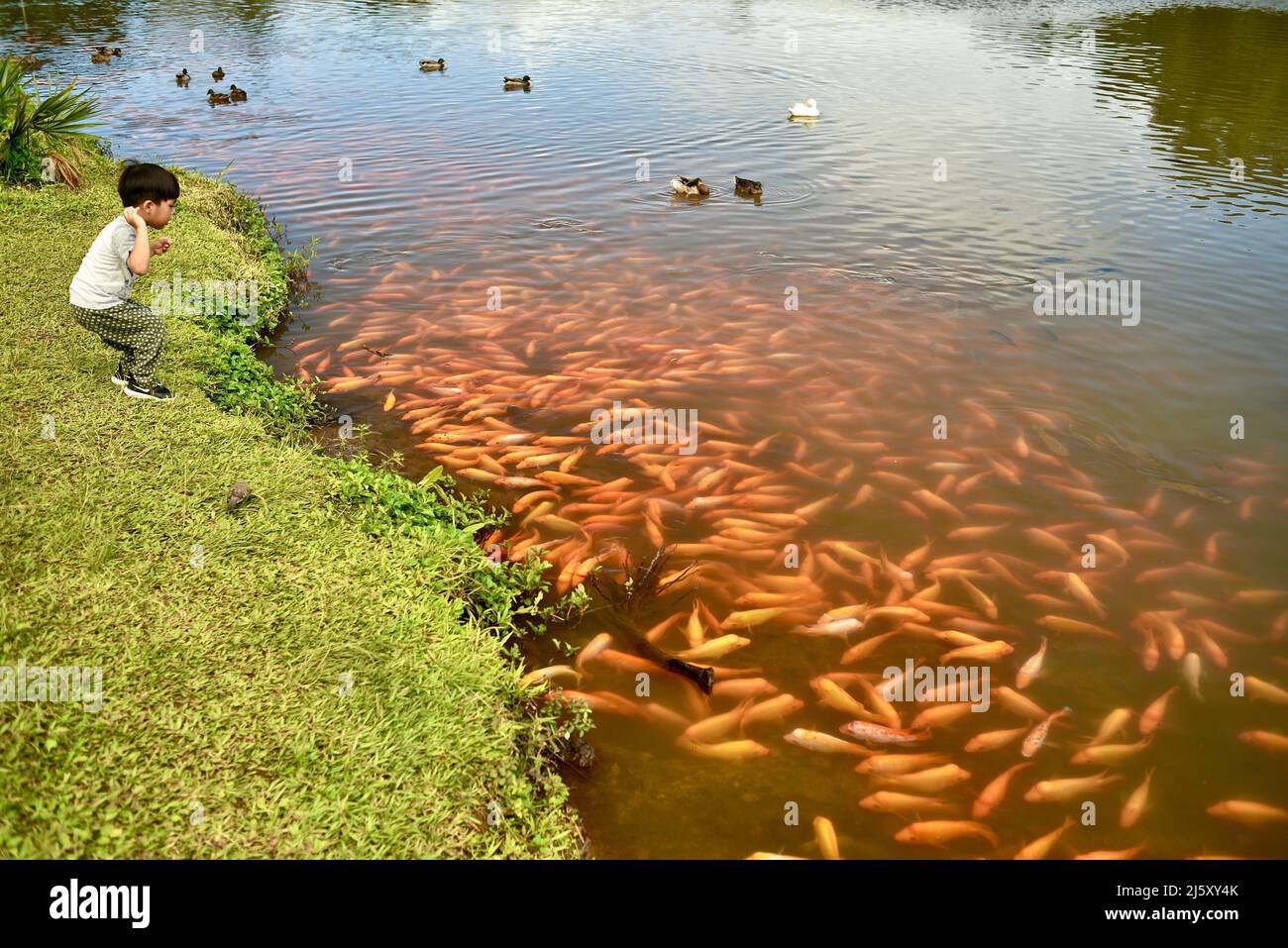 Children feeding Midas cichlid fish in freshwater lake created at Ho