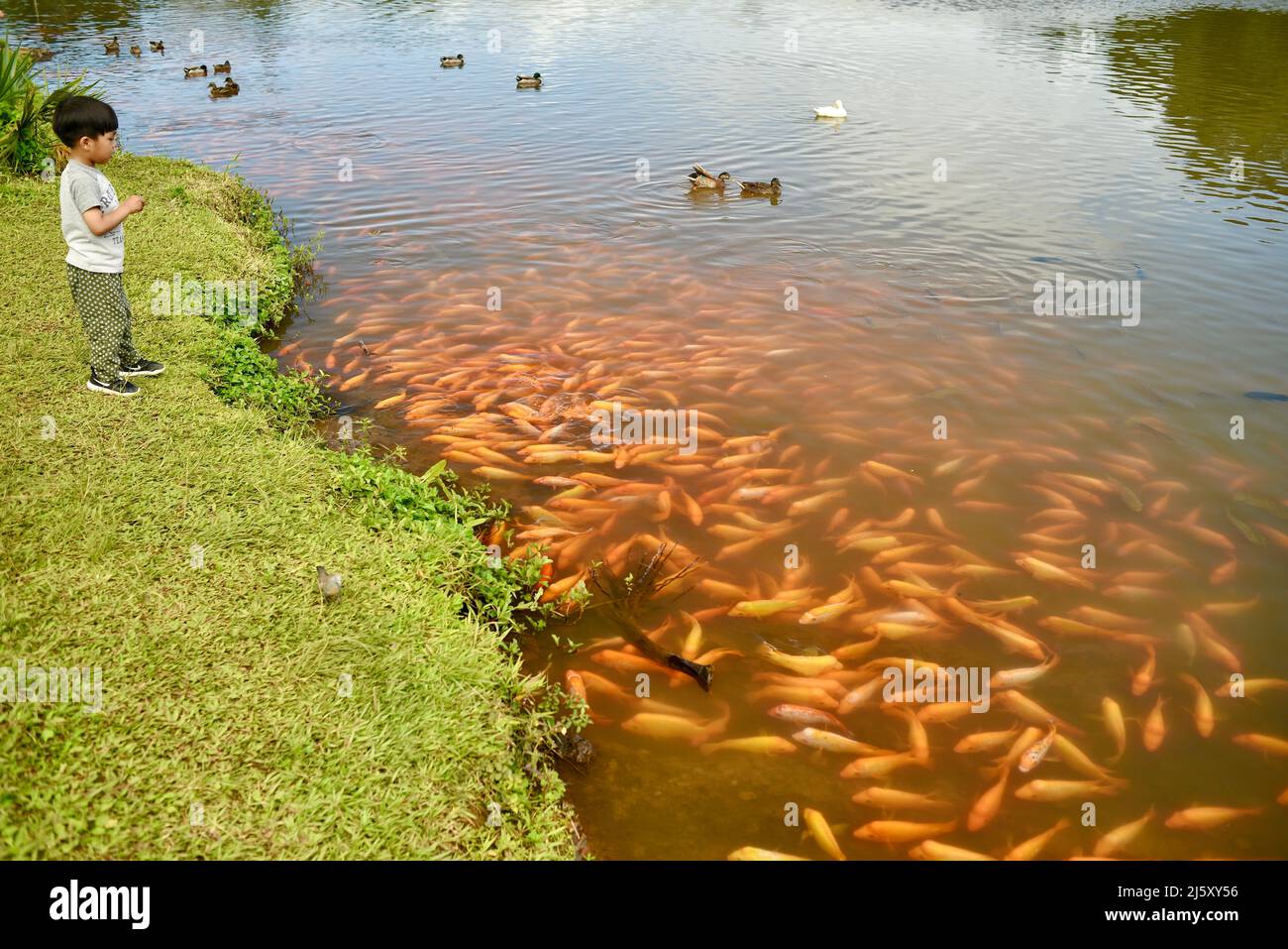 Children feeding Midas cichlid fish in freshwater lake created at Ho