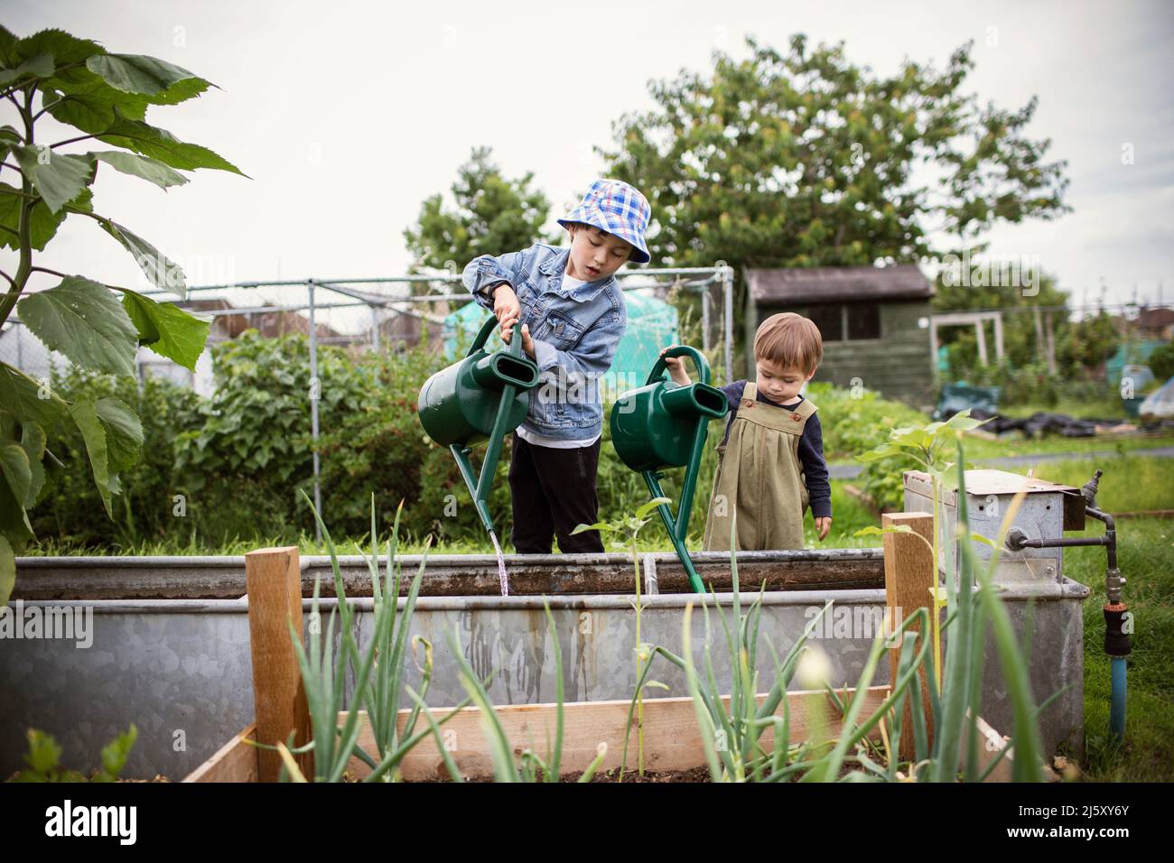 Brothers pouring water from watering cans in garden Stock Photo
