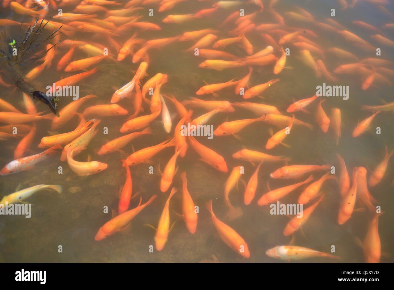 Orangecolored Midas Cichlid fish in freshwater lake created at Ho