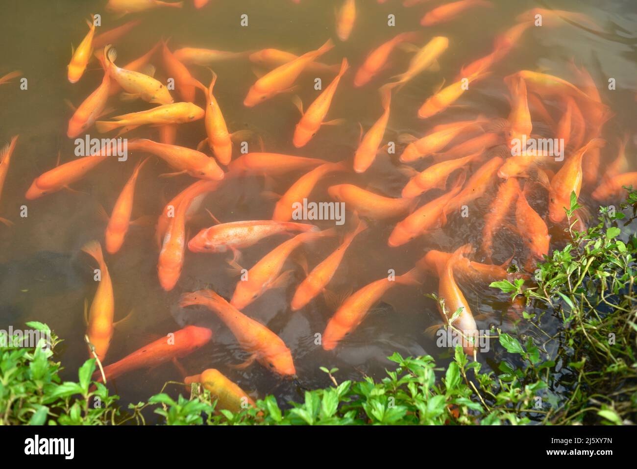Orangecolored Midas Cichlid fish in freshwater lake created at Ho