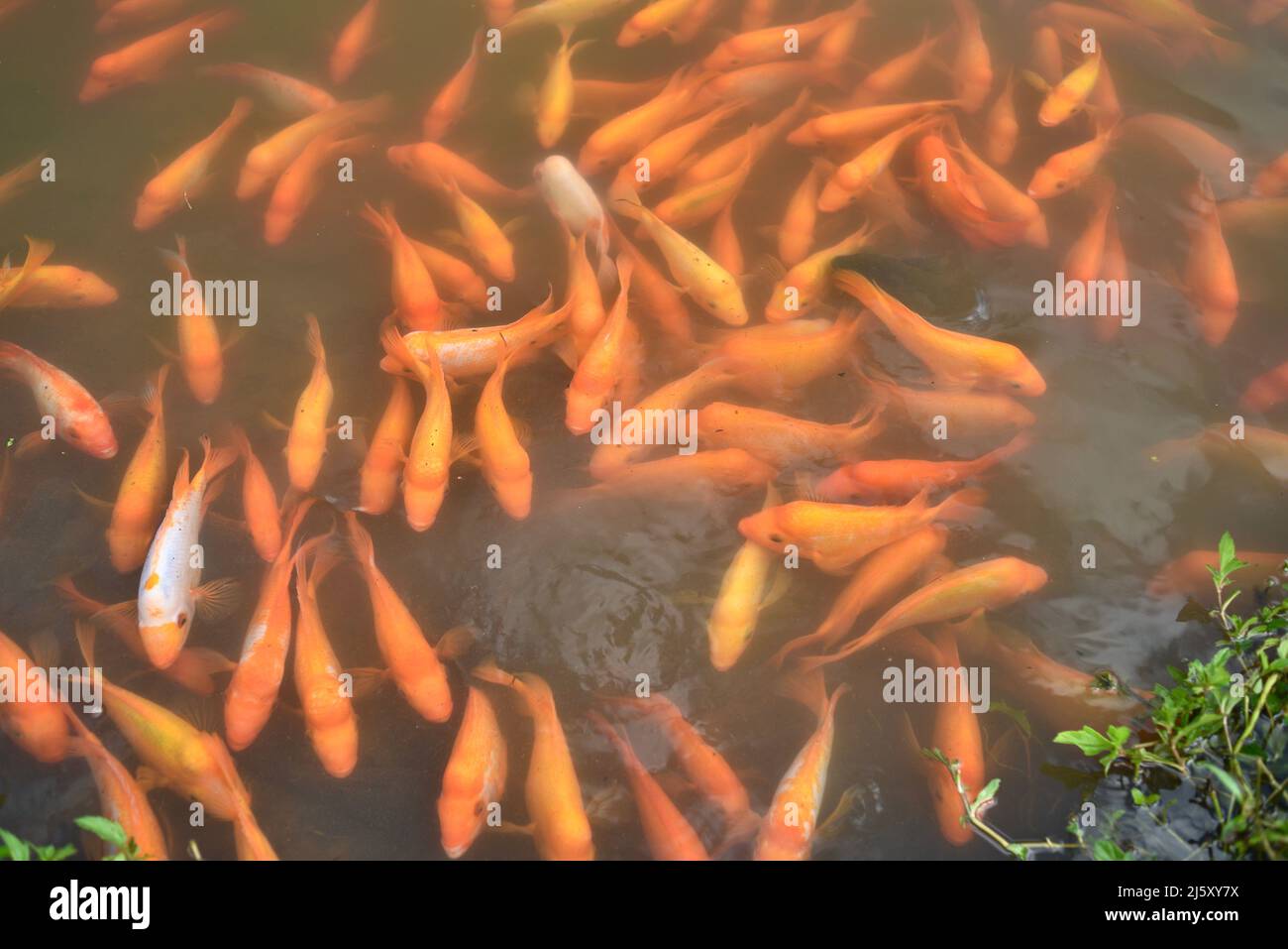 Orange-colored Midas Cichlid fish in fresh-water lake created at Ho ...
