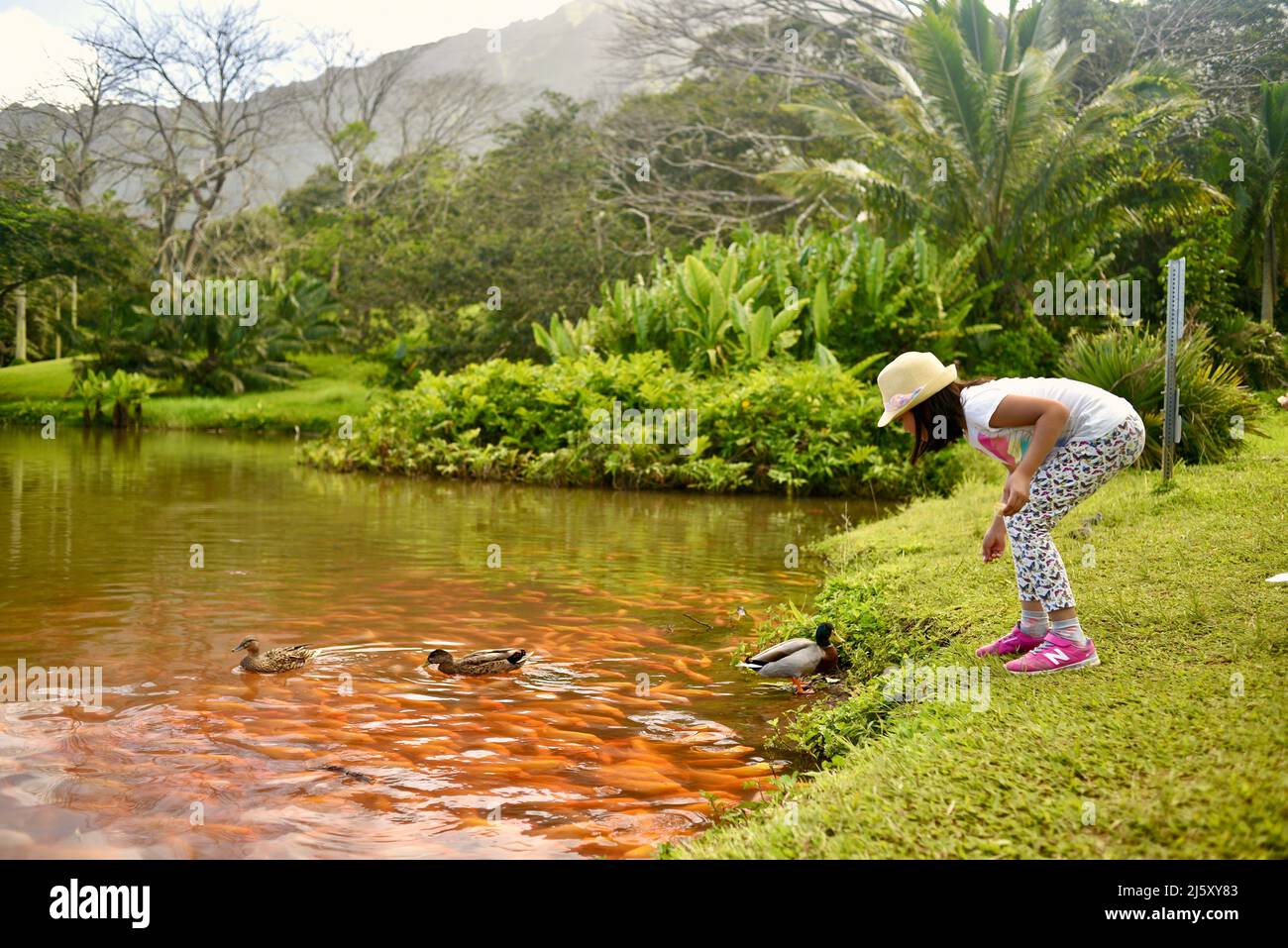 Children feeding Midas cichlid fish in freshwater lake created at Ho