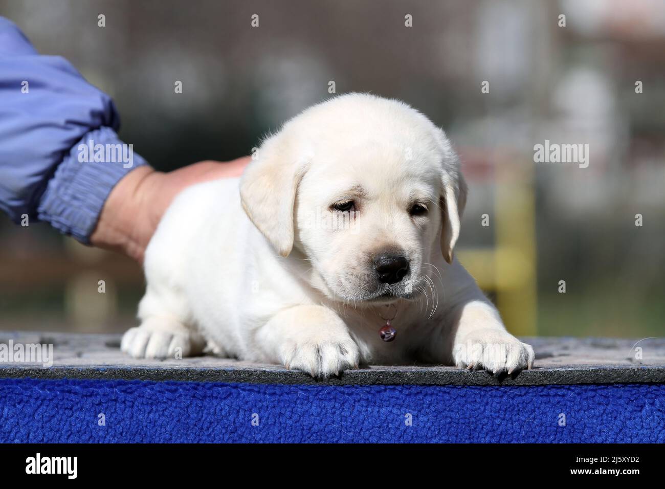 a yellow labrador puppy on the blue background portrait Stock Photo - Alamy