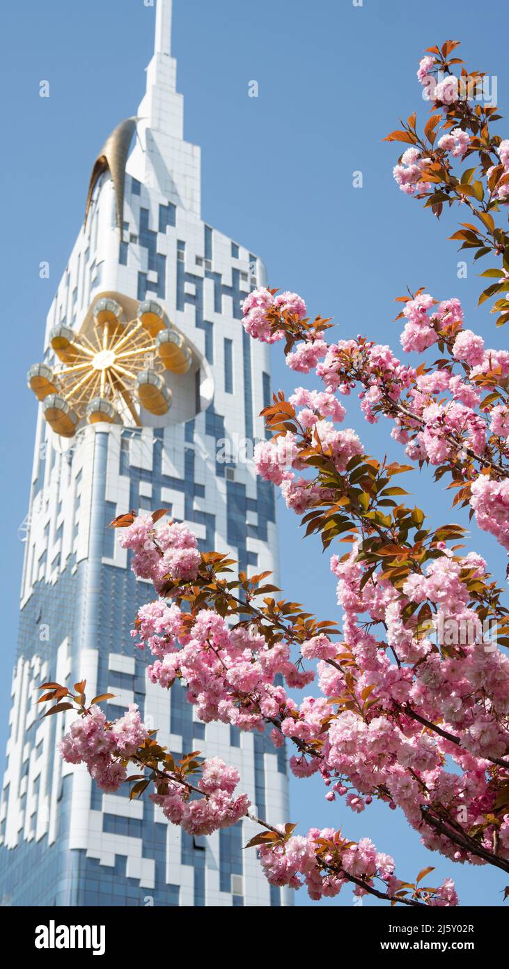 Blooming sakura tree against the blue sky and a high-rise building ...