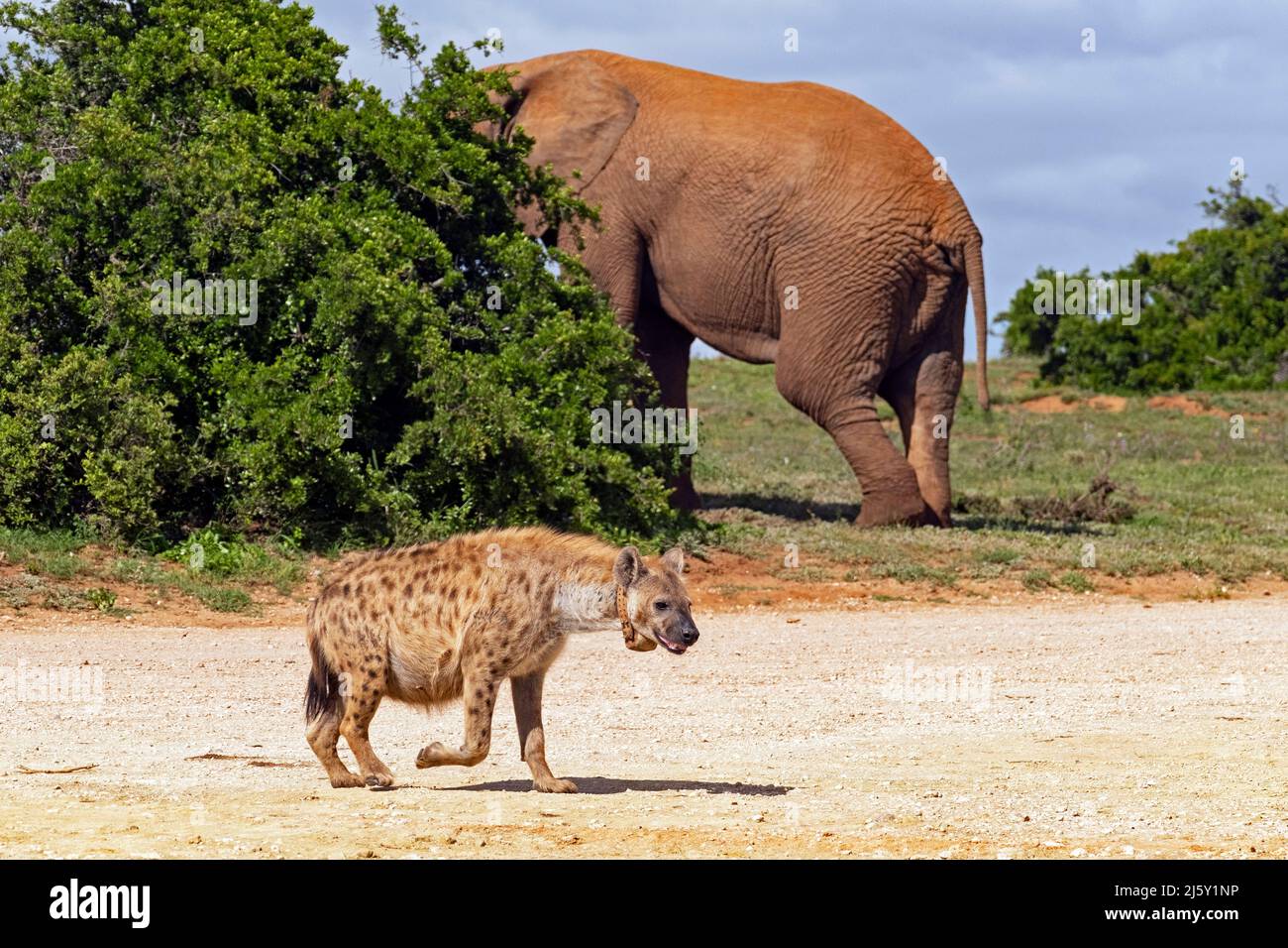 African elephant and spotted hyena (Crocuta crocuta) with radio tracking collar in Addo Elephant National Park, Gqeberha, Eastern Cape, South Africa Stock Photo