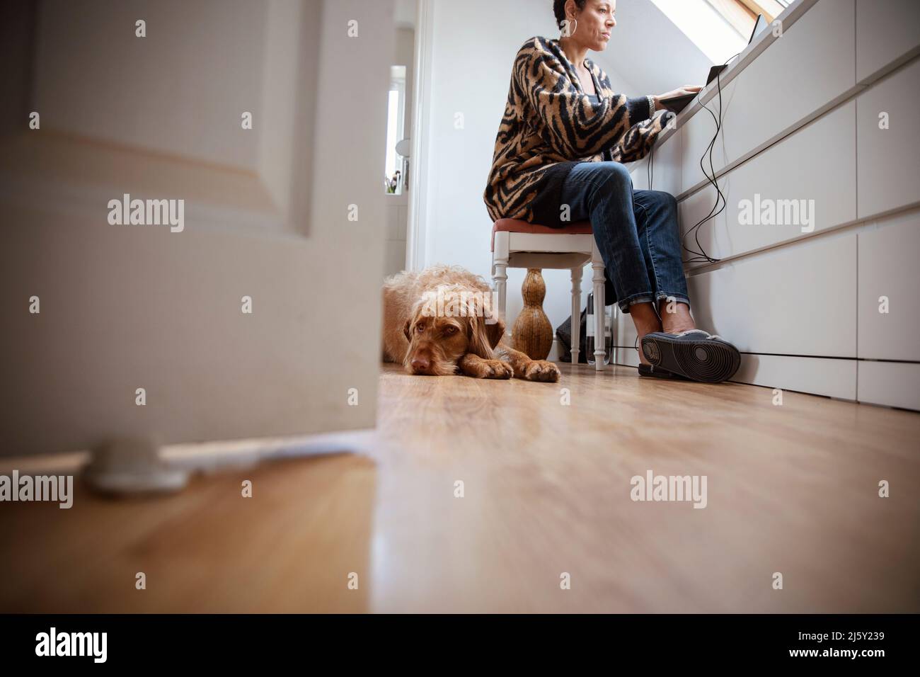 Labradoodle dog laying below woman working from home Stock Photo