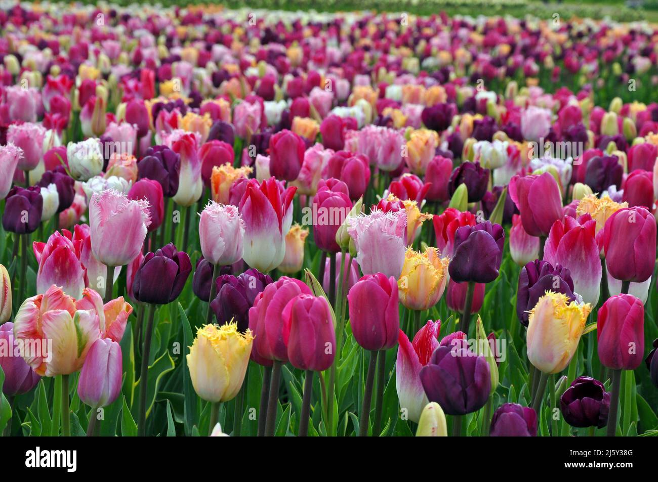 Field of multicolored tulips hi-res stock photography and images - Alamy