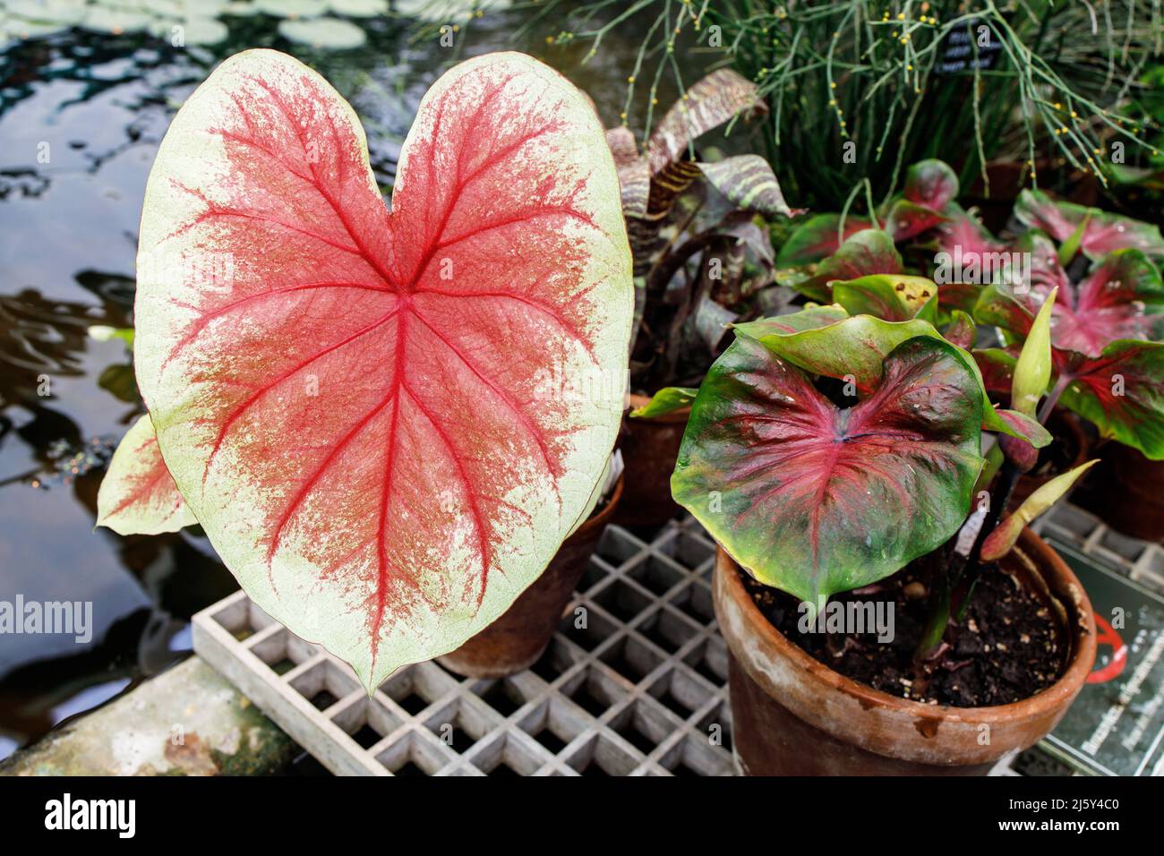 Caladium is a genus of flowering plants in the family Araceae. They are ...