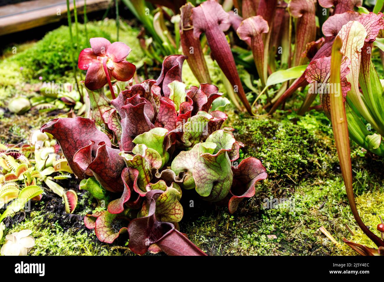 Venus flytrap and Sarracenia in a greenhouse near a makeshift pond in the Apothecary Garden Stock Photo