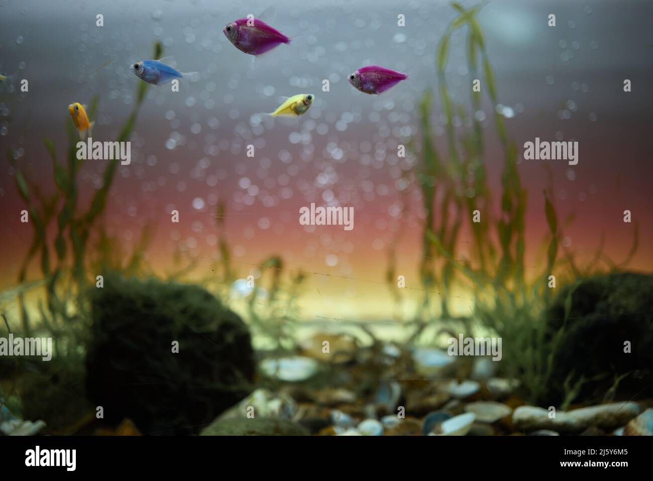 Fish swim in an aquarium with dirty muddy water Stock Photo Alamy