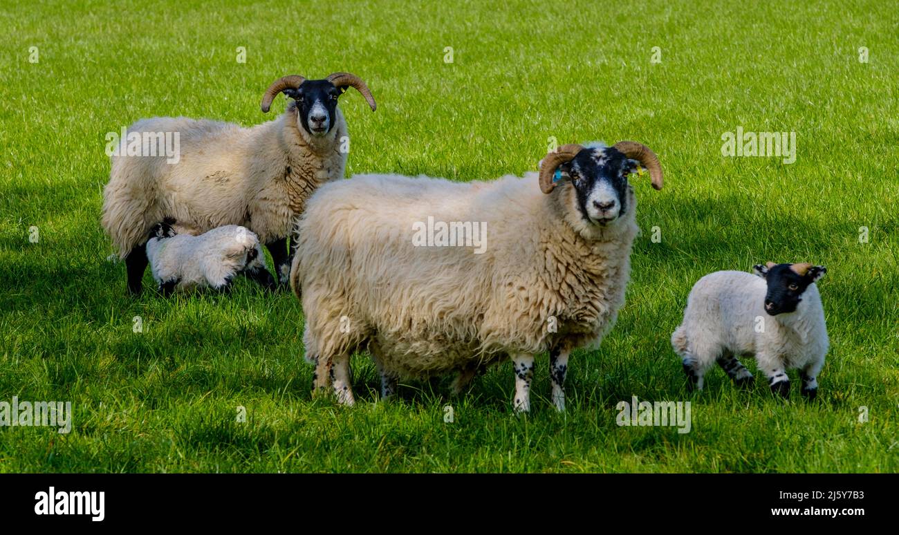 New born lambs with their mum in spring in Scotland Stock Photo